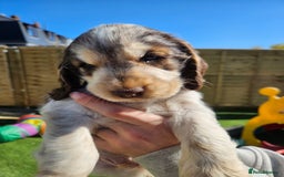 Cocker Spaniel dogs for sale: Sable Show Cocker spaniel Puppies ready now - Image 8