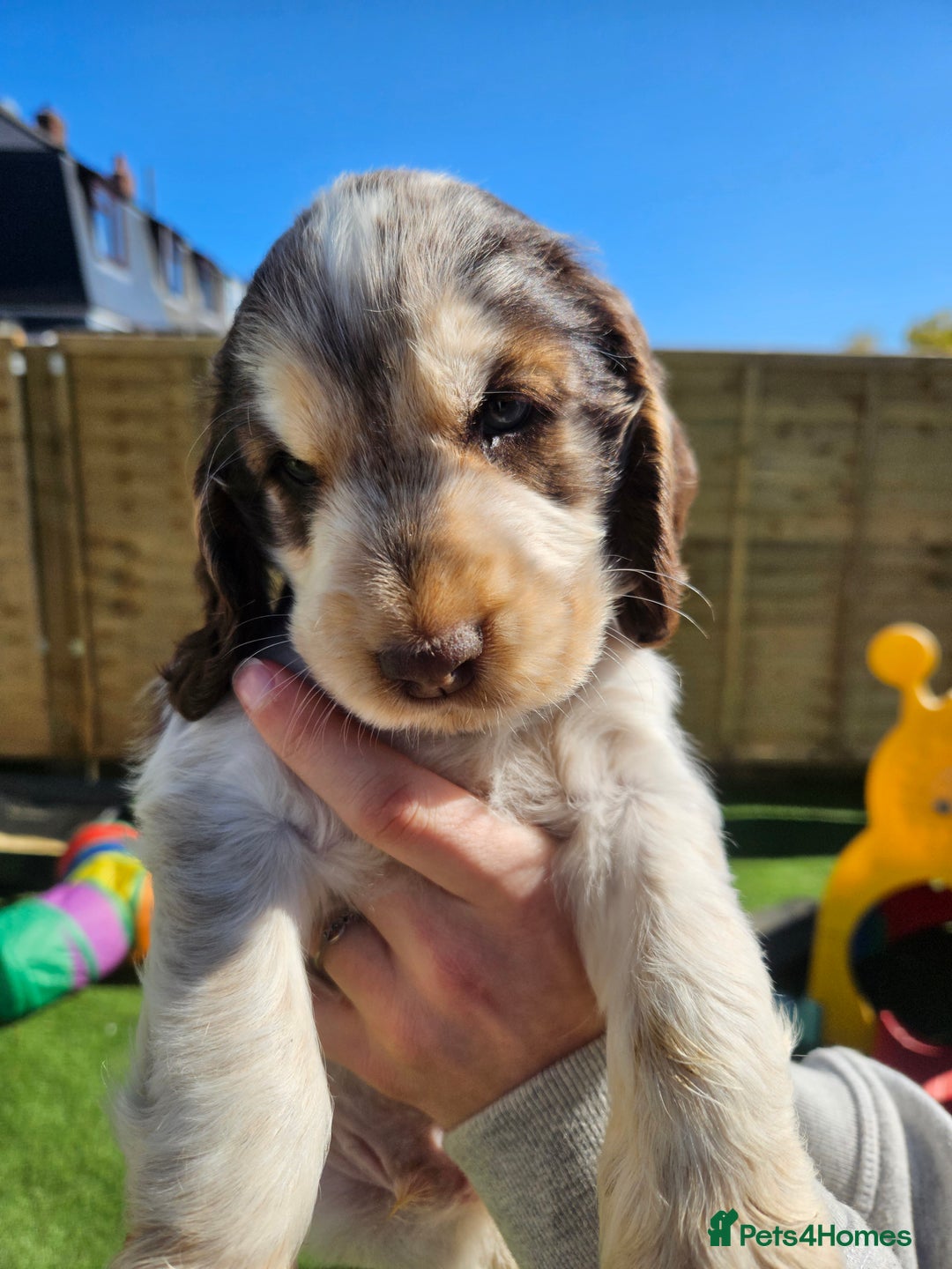 Cocker Spaniel dogs for sale: Sable Show Cocker spaniel Puppies ready now - Image 8