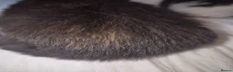 Mixed Breed cats for sale: Beautiful Kittens - Advert 14