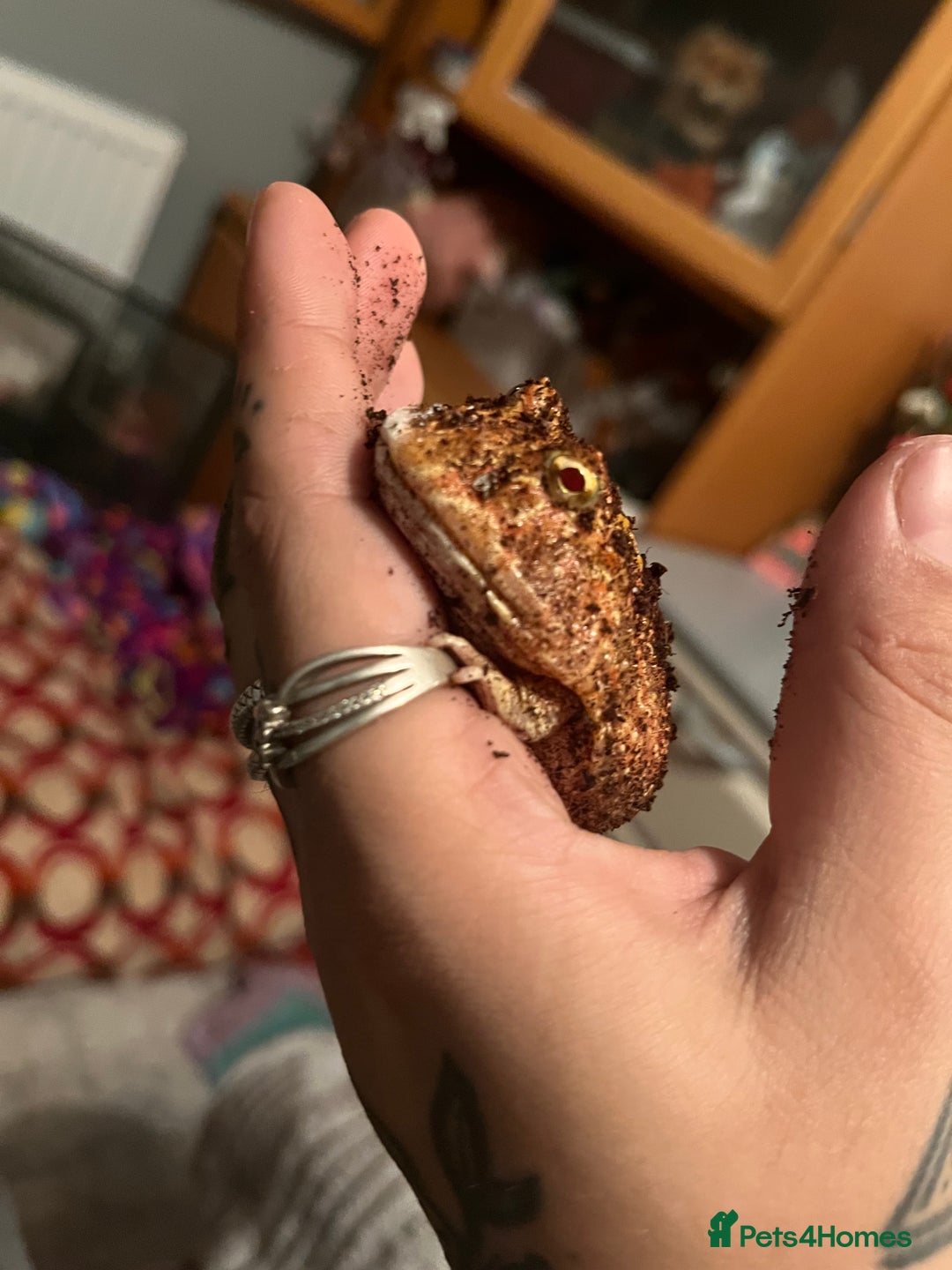 Mixed Breed invertebrates for sale: Pacman frog  - Image 1