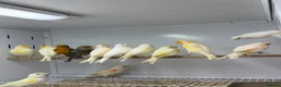 Mixed Breed birds for sale: Canaries  - Advert 4