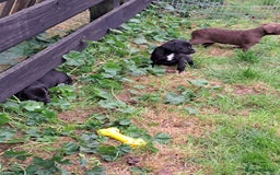 Patterdale Terrier dogs for sale: 4 Lovely Patterdale Puppies - Image 12