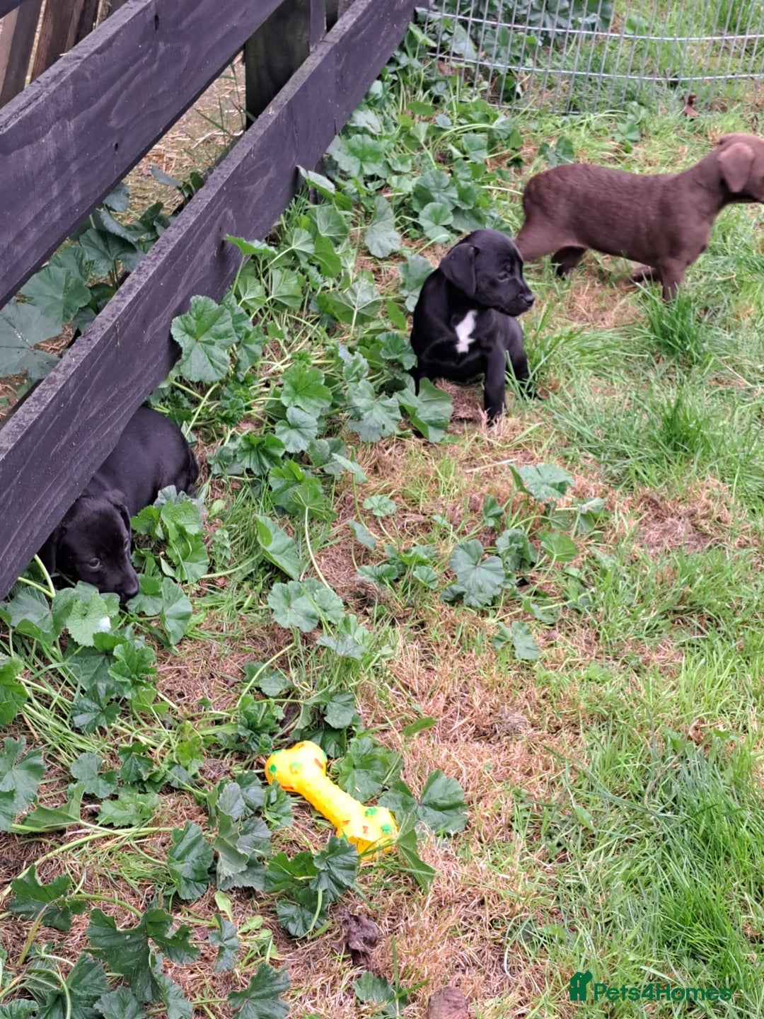 Patterdale Terrier dogs for sale: 4 Lovely Patterdale Puppies - Image 12