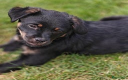 Mixed Breed dogs for adoption: 🐶💖 MATILDA 💖🐶 - Image 3