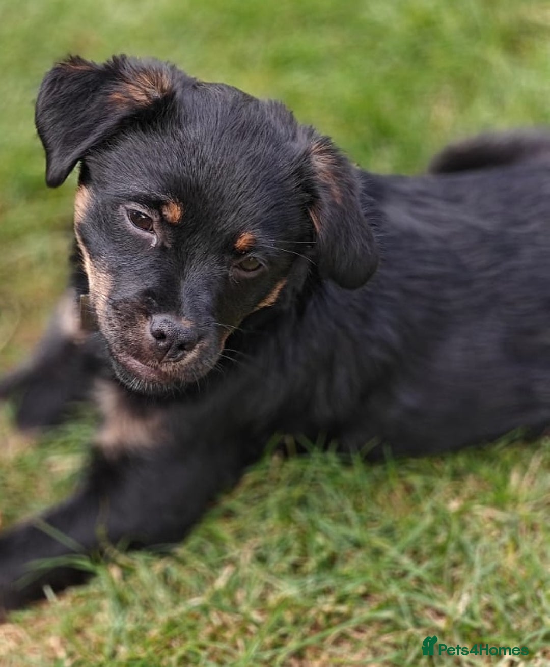 Mixed Breed dogs for adoption: 🐶💖 MATILDA 💖🐶 - Image 3