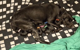 Labrador Retriever dogs for sale: Black labrador puppies - Image 2