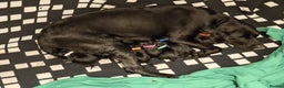 Labrador Retriever dogs for sale: Black labrador puppies - Advert 2