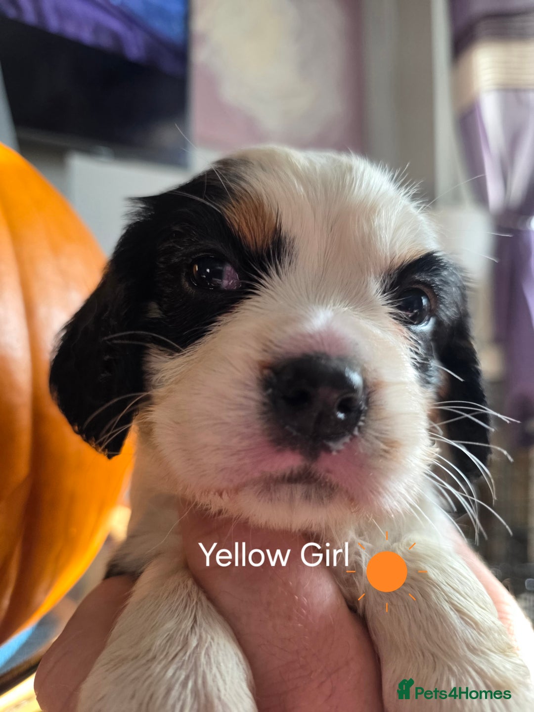 Cockalier dogs for sale: working cocker spaniel  - Image 12