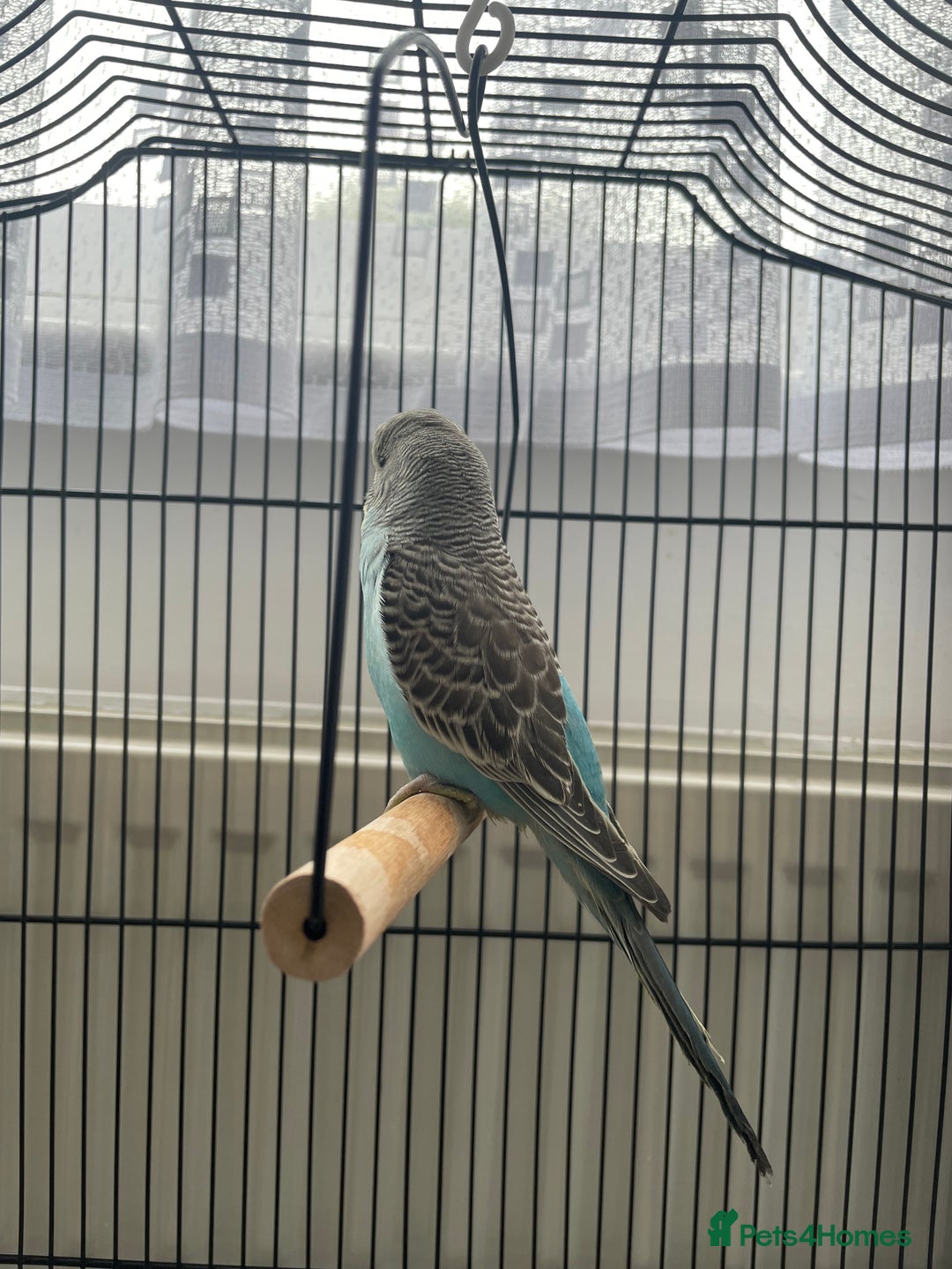 Budgerigars birds for sale: Baby Budgie - Advert 4