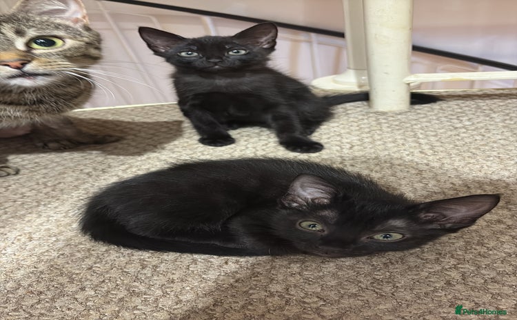 Mixed Breed cats - Advert 4