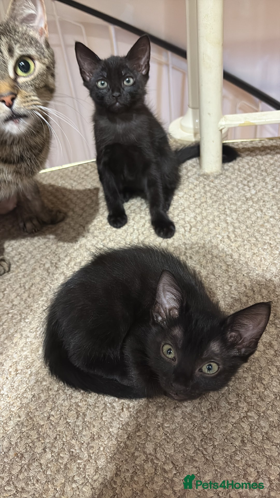 Mixed Breed cats for sale: 2 black sister kittens-bonded pair (£100 together) - Image 1