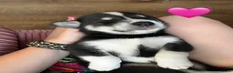 Mixed Breed dogs for sale: Husky X Labrador puppies  - Advert 39