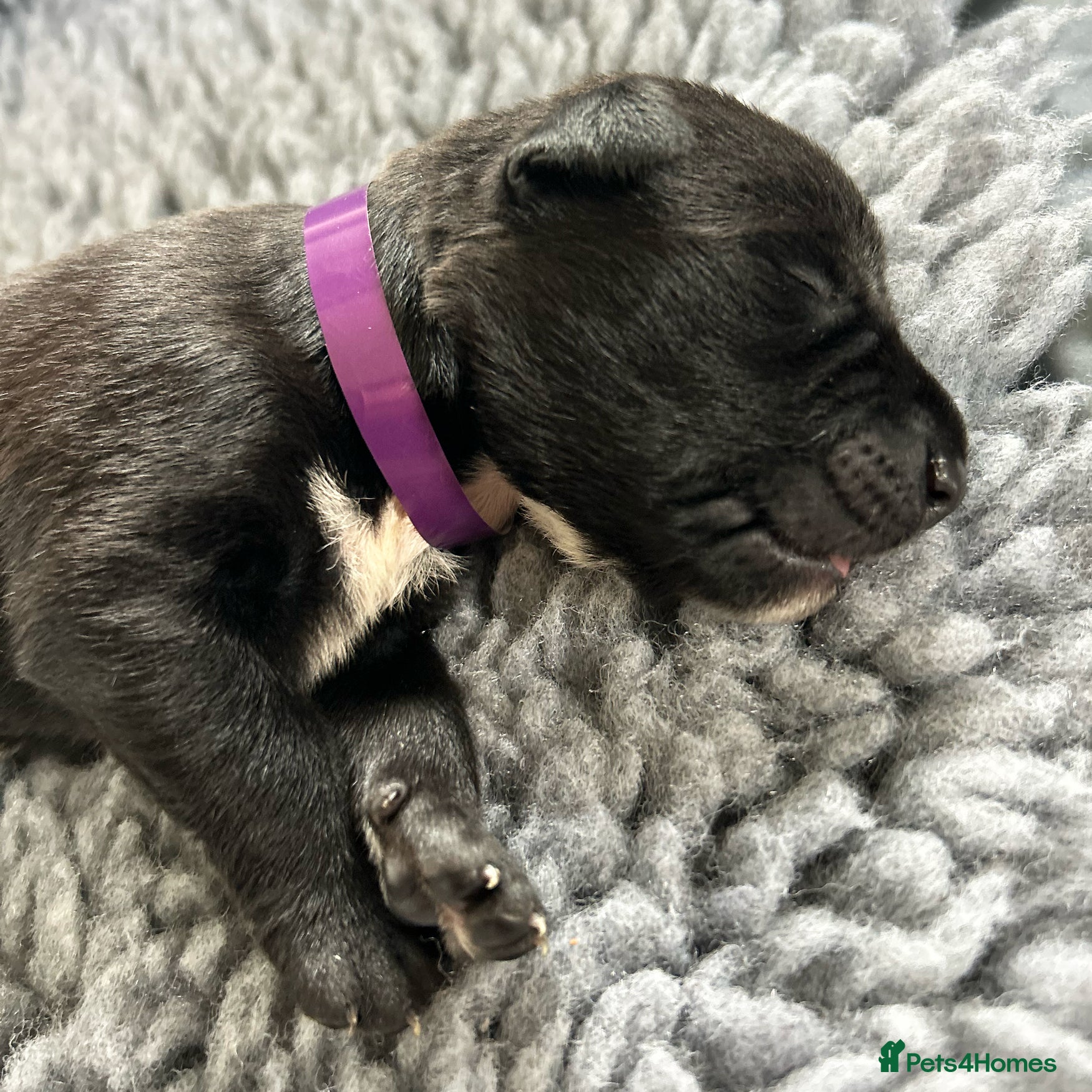 Borador dogs Borador Puppies - Fully Health Tested - Advert 1