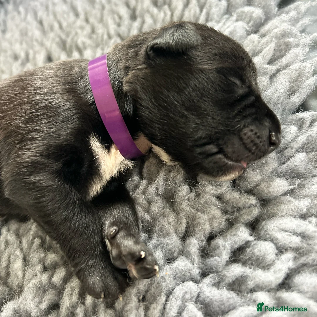 Borador dogs for sale: Borador Puppies - Fully Health Tested - Advert 1