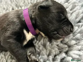 Borador dogs Borador Puppies - Fully Health Tested - Advert 1