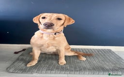 Labrador Retriever dogs for sale: 8 month old lab not KC - Image 2