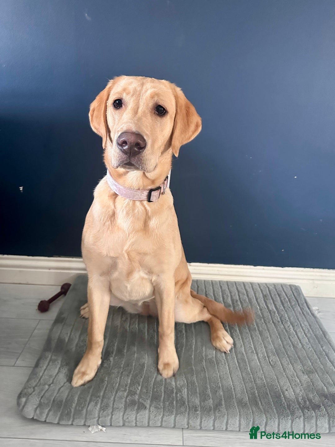Labrador Retriever dogs for sale: 8 month old lab not KC - Image 2