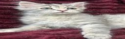 Siberian cats for sale: Blue/cream Silver Tortie Siberian Kitten - Advert 2