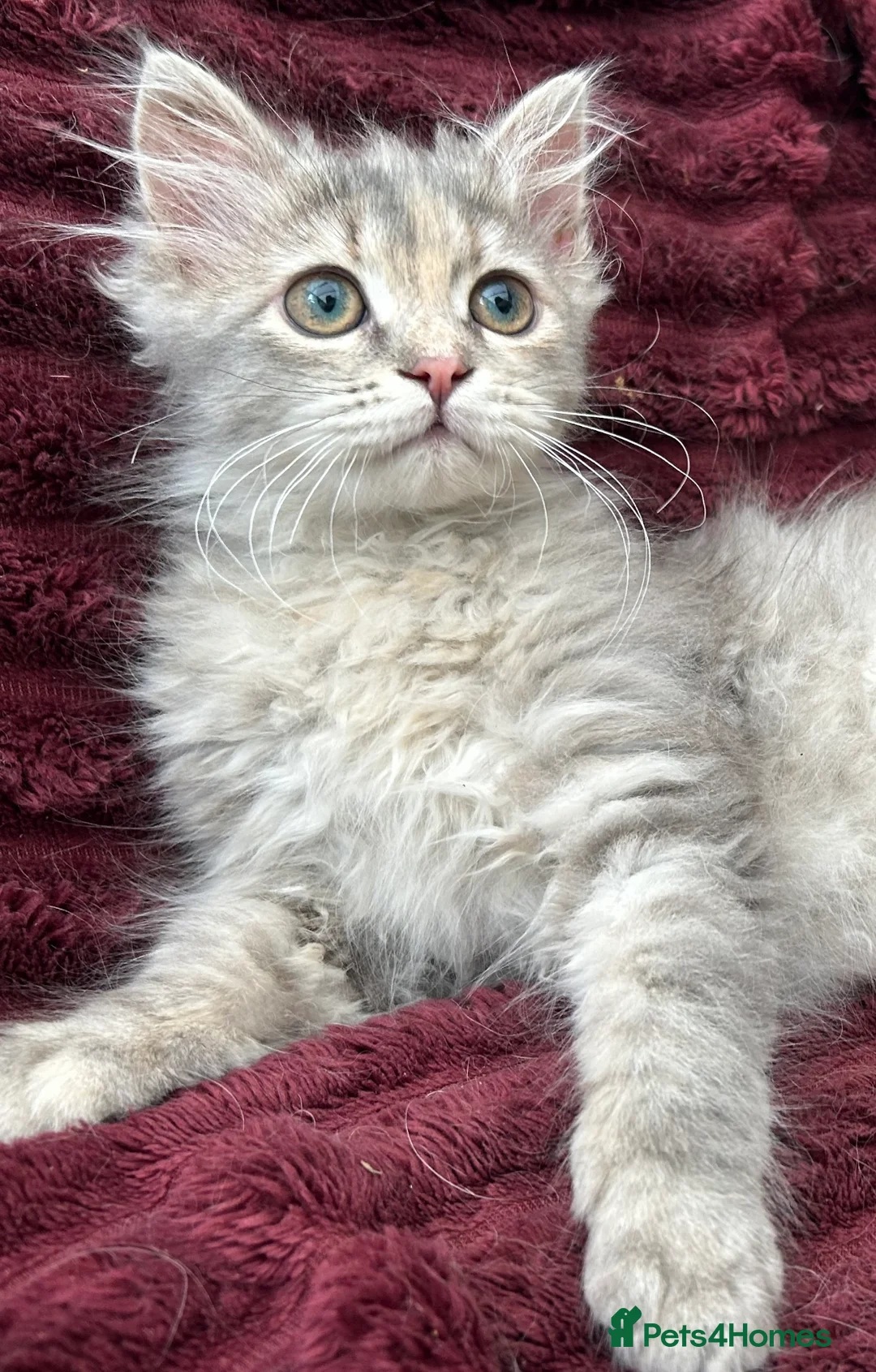 Siberian cats for sale: Blue/cream Silver Tortie Siberian Kitten - Advert 2