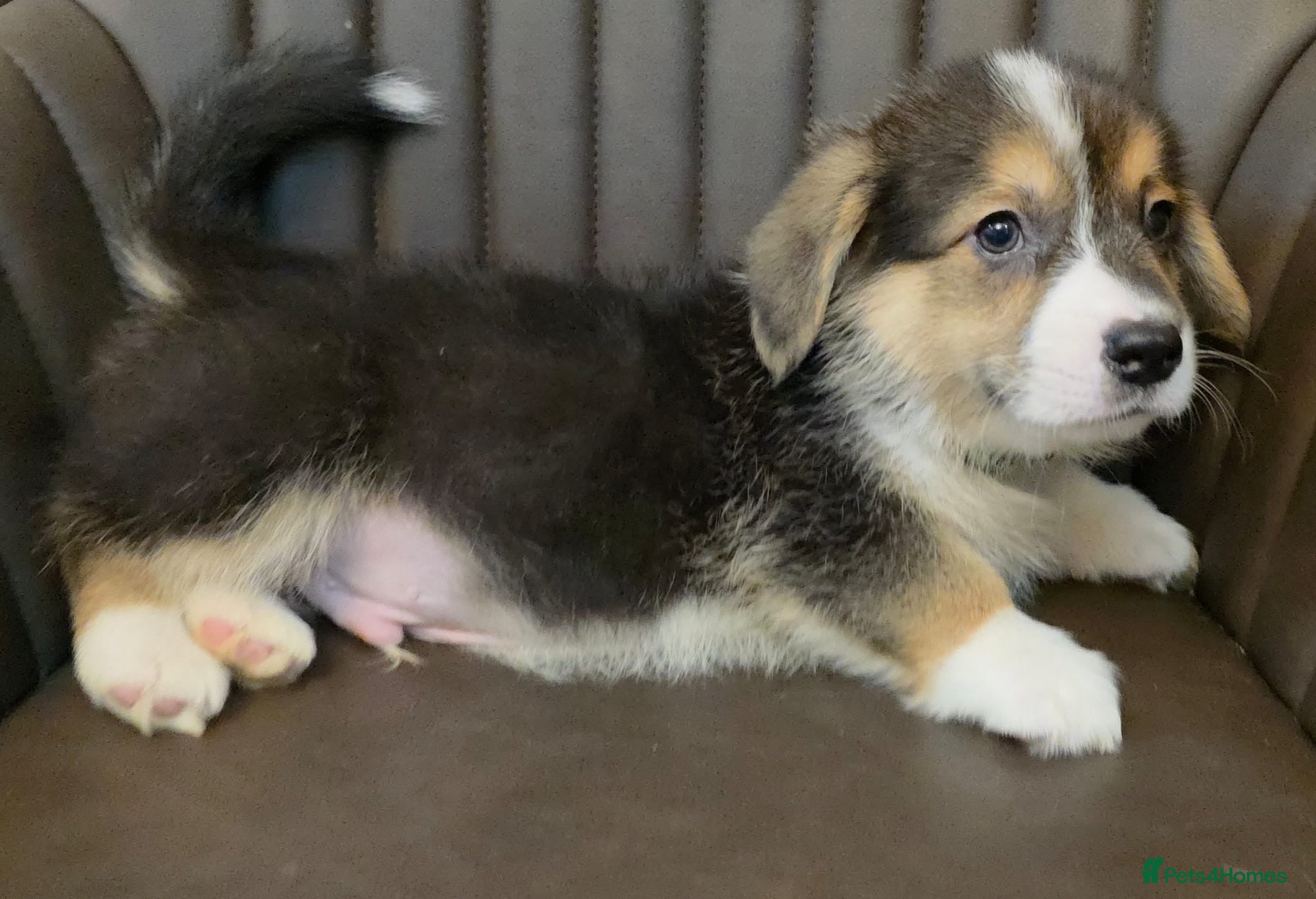 Welsh Corgi Pembroke dogs KC reg. boys vaccinated and ready to go. - Advert 14