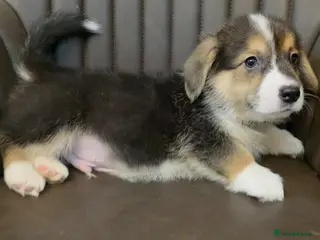 Welsh Corgi Pembroke dogs KC reg. boys vaccinated and ready to go. - Advert 14