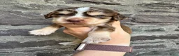 Cocker Spaniel dogs for sale: KC reg Show-type Chocolate & Choc Sable puppies in Brecon - Advert 14