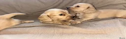 Miniature Dachshund dogs for sale: Here my 4 beautiful miniature dachshund - Advert 3
