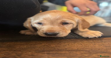 Labrador Retriever dogs - Advert 9