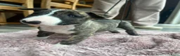 English Bull Terrier dogs for sale: KC REG BULL TERRIER PUPS FROM CHAMP BLOODLINES   - Advert 7