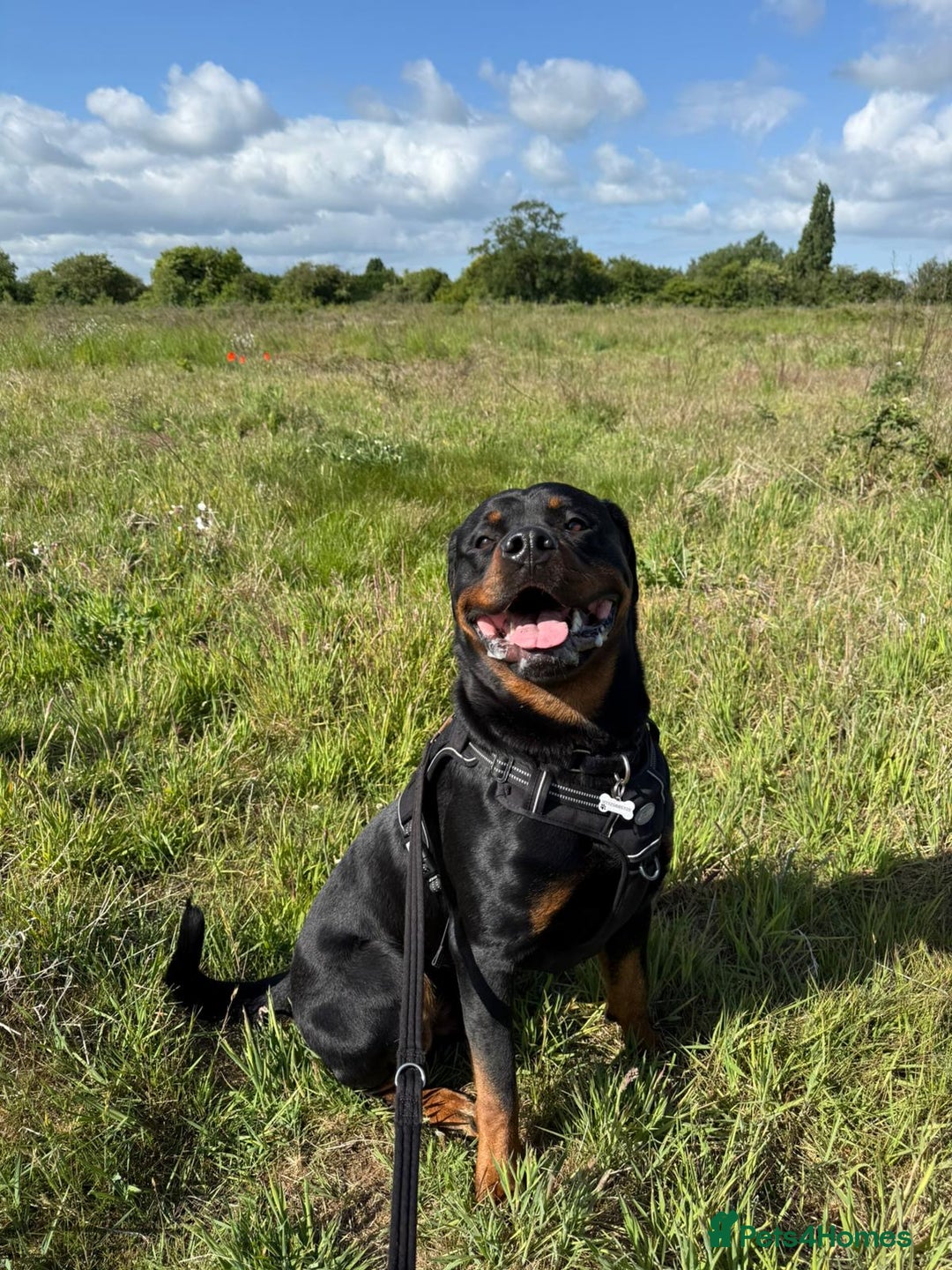 Rottweiler dogs for sale: Rottweiler for Adoption – Experienced Home Only - Advert 9