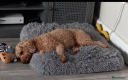Cockapoo dogs for sale: ** 1 FEMALE COCKAPOO ** - Image 3
