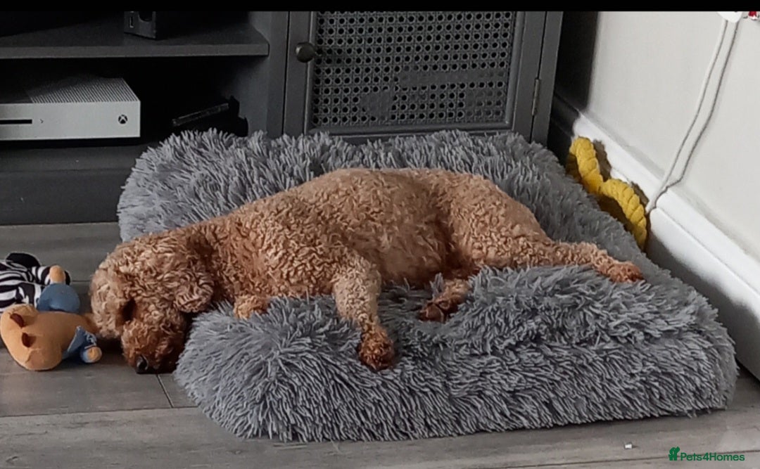 Cockapoo dogs for sale: ** 1 FEMALE COCKAPOO ** - Image 3
