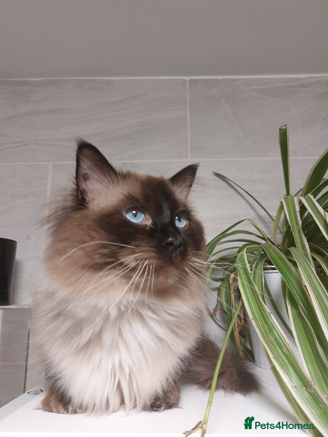 Ragdoll cats for stud: GCCF Active Register Seal Point Awesome Ragdoll in Luton - Image 3