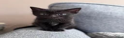 Mixed Breed cats for sale: Beautiful kittens in Cambridge - Advert 2