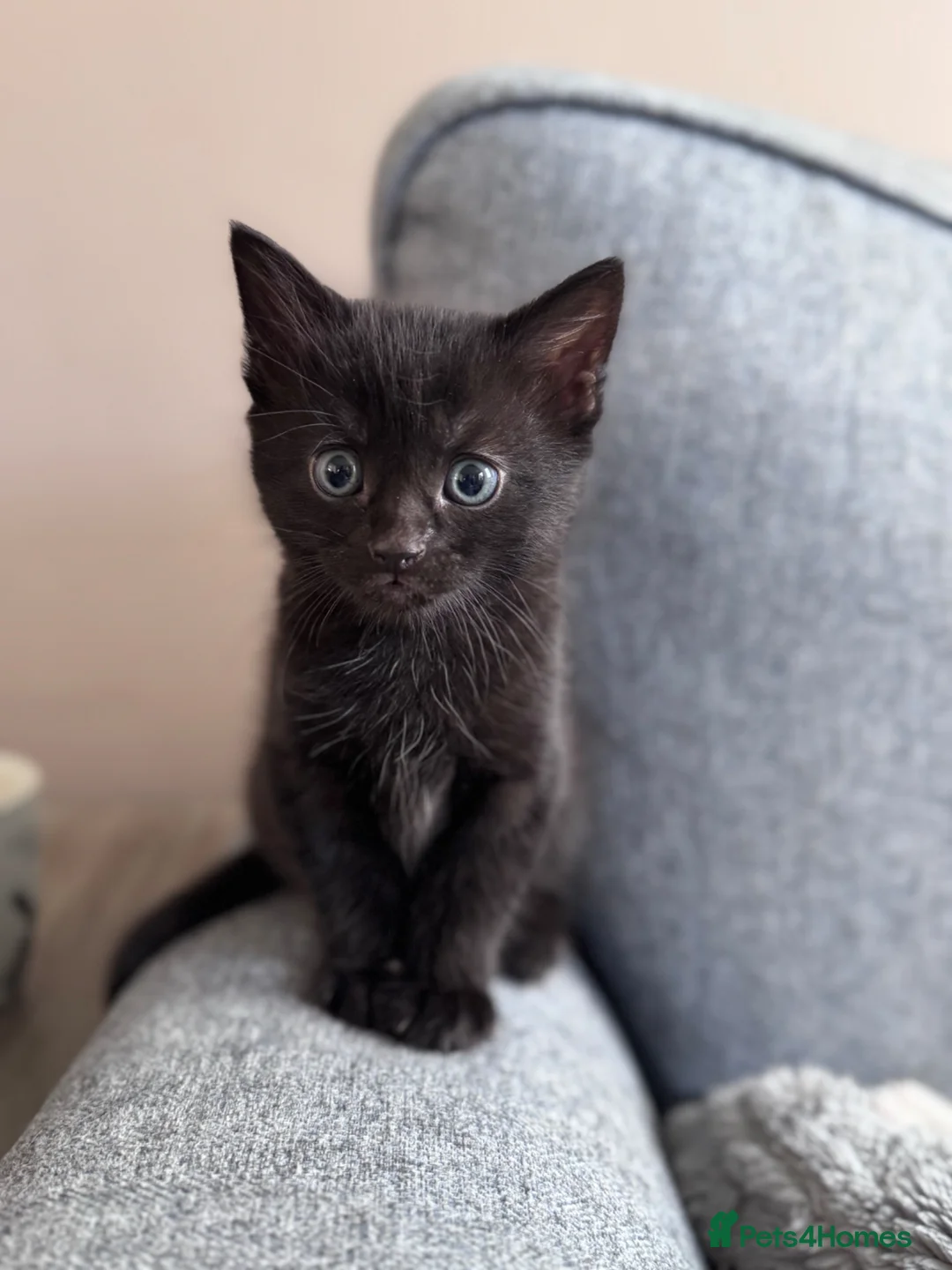 Mixed Breed cats for sale: Beautiful kittens in Cambridge - Advert 2
