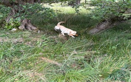 Labrador Retriever dogs for sale: Part trained 14 month old male male amazing pet  - Image 4