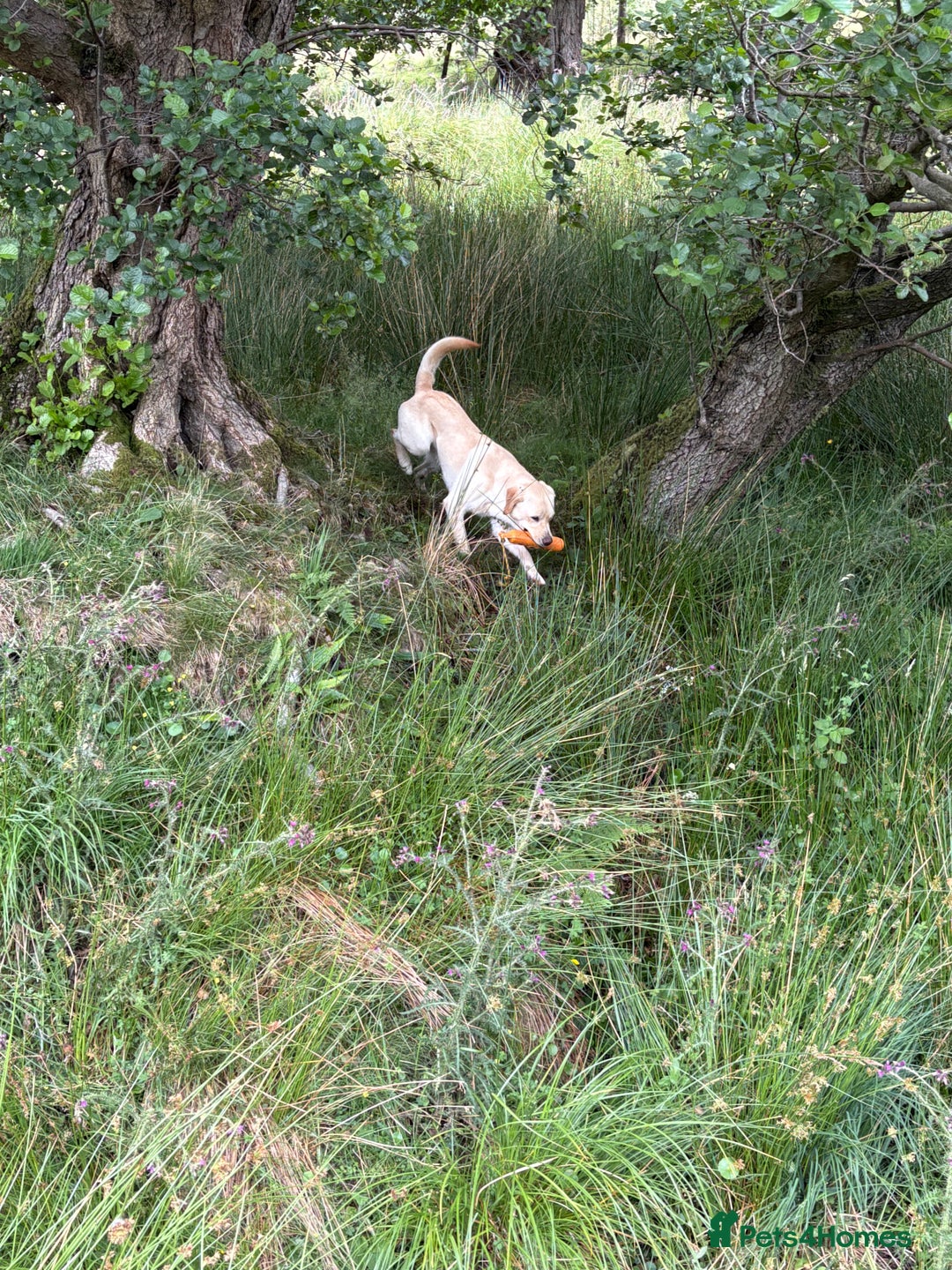 Labrador Retriever dogs for sale: Part trained 14 month old male male amazing pet  - Image 4
