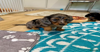 Dachshund dogs - Advert 11
