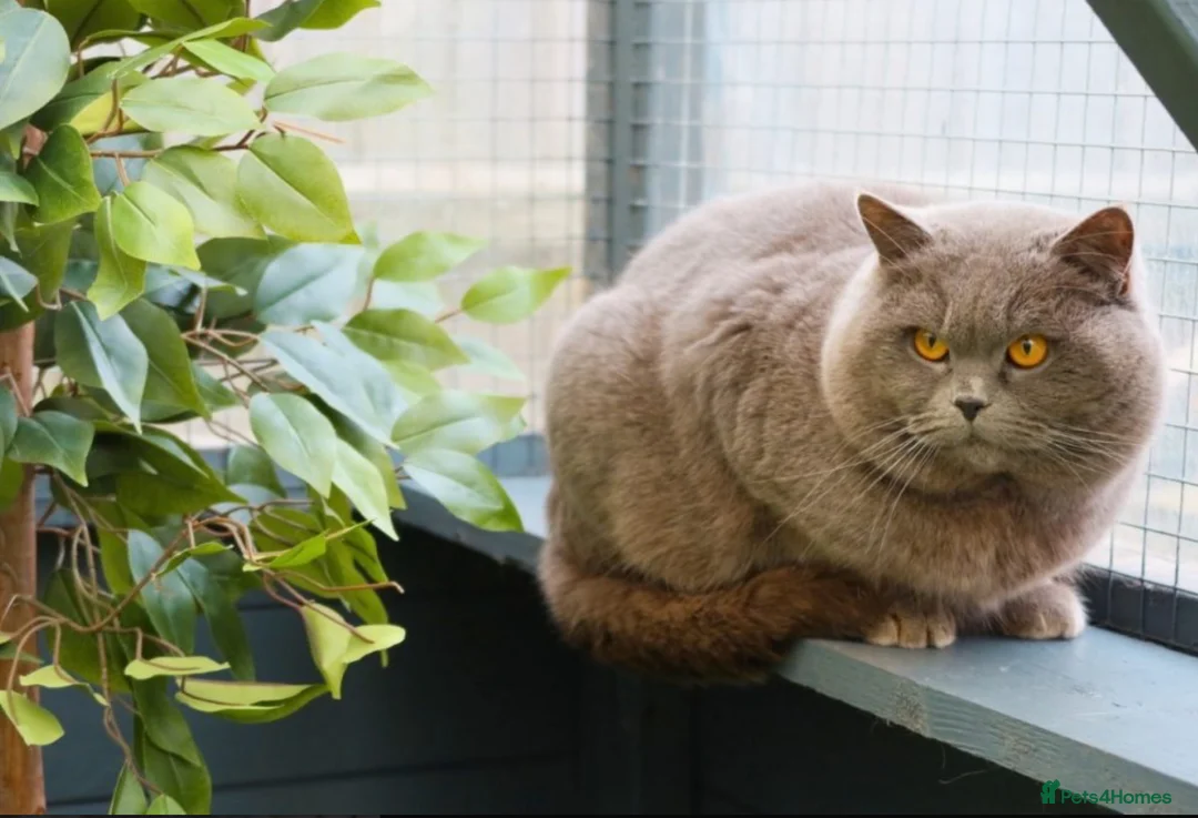 British Shorthair cats for stud: Blue British Shorthair - for stud duties  - Advert 2