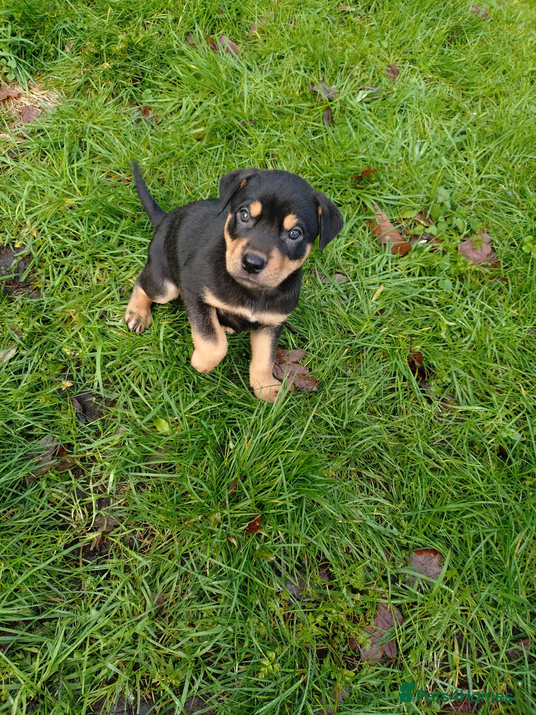 Mixed Breed dogs for sale: Huntaway X German shepherd X  - Advert 2