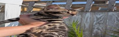 Bengal 2 boy