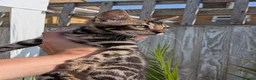 Bengal cats for sale: Male Bengal kitten TICA registered silver  - Advert 18