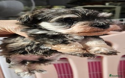Schnoodle dogs for sale: 2 beautiful schnoodles  - Image 12