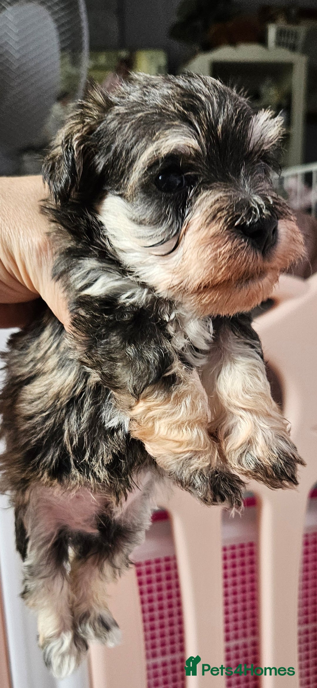 Schnoodle dogs for sale: 2 beautiful schnoodles  - Image 12