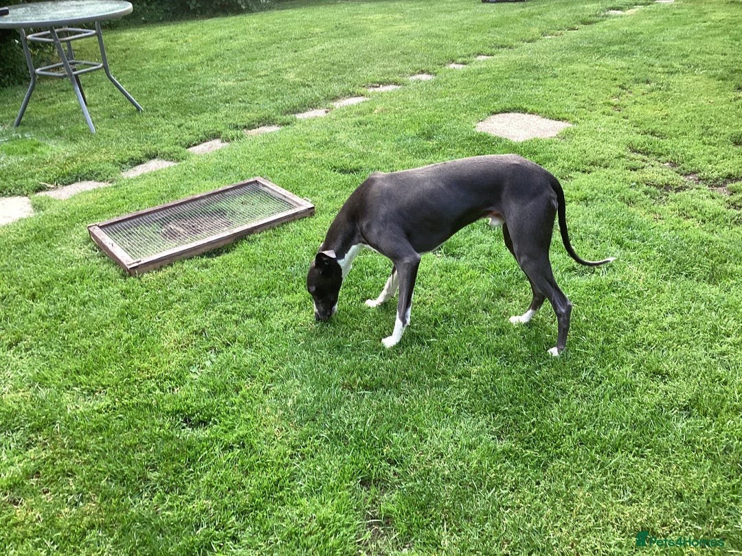 Whippet dogs for stud: Whippet at Stud in Buckingham - Advert 3