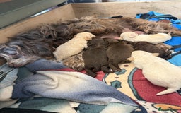 Shihpoo dogs for sale: ✨ Beautiful Shihpoo Puppies ✨  - Image 21