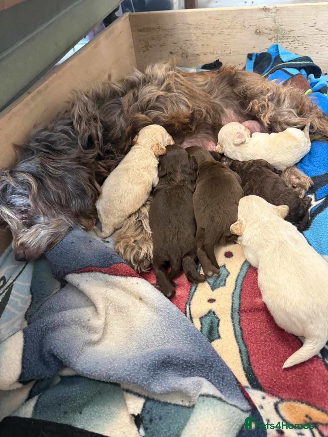 Shihpoo dogs for sale: ✨ Beautiful Shihpoo Puppies ✨  - Image 21