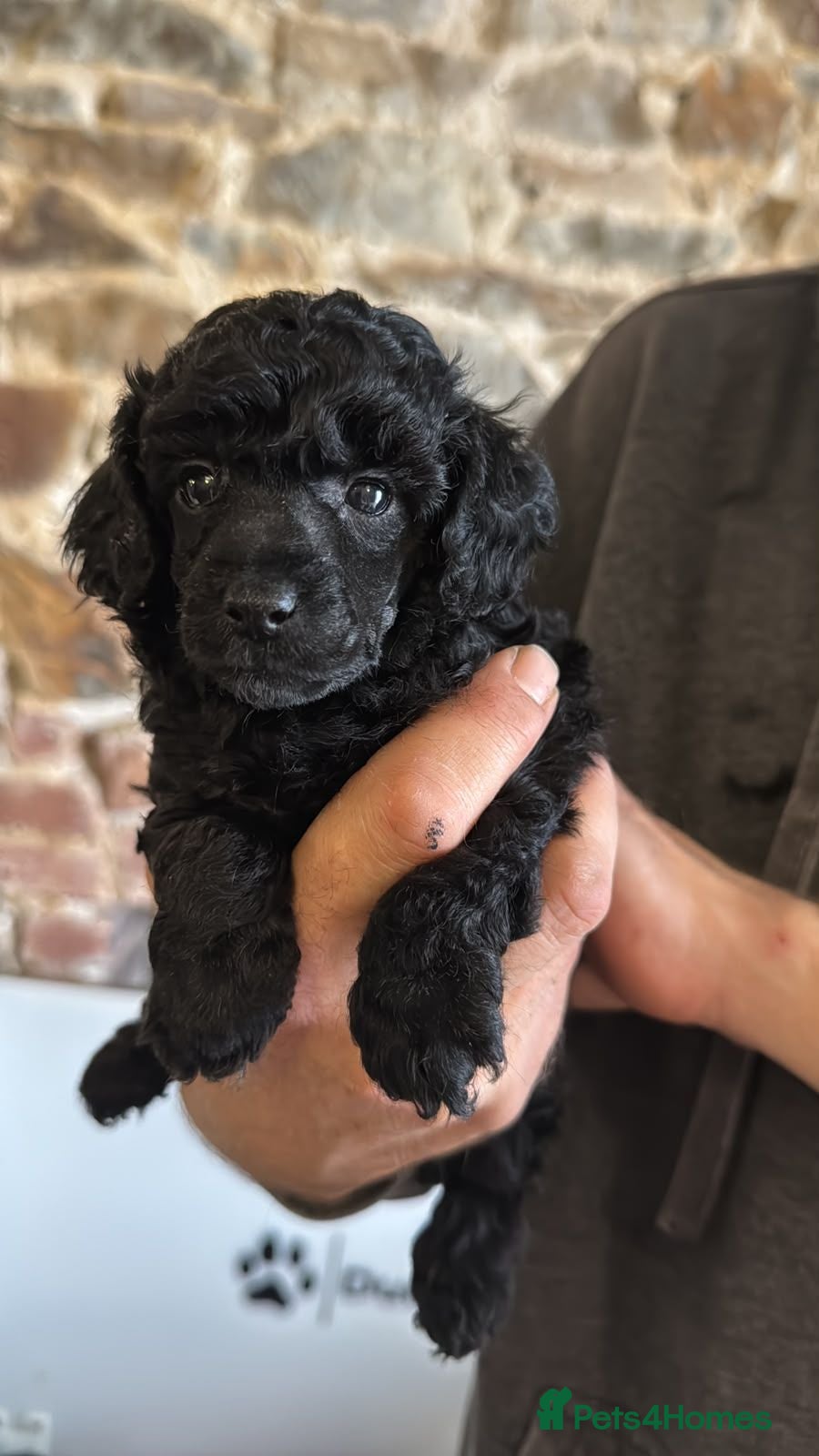 Toy Poodle dogs KC Reg True size Toy poodles Ready Now - Advert 16