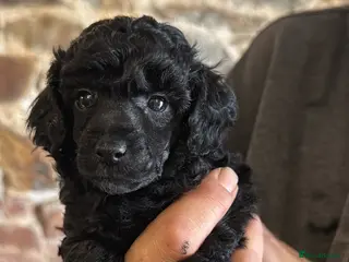 Toy Poodle dogs KC Reg True size Toy poodles Ready Now - Advert 16