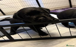 Labrador Retriever dogs for sale: Top quality litter of chunky KC reg Labradors ❤️ in Tamworth - Image 20